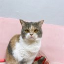 우리고양이 이미지