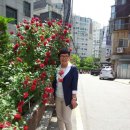 Yesterday Once More﻿ 이미지