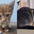 통영시 동물보호센터 이미지