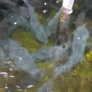 향수사계절낚시터 이미지