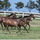 무수목장 이미지