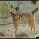 동이애견 이미지