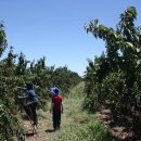 체리목장 이미지