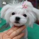 뿌나애견 네이버블로그