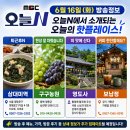 영도사 | 오늘N 6월 16일 화요일 방송정보 총정리! 삼대미역·구구농원·보납정 위치 및 연락처 안내