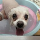 댕이발소 이미지