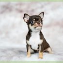 반려동물병원 이미지