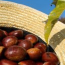 4공주농장 이미지