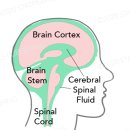 Re: Physiology, Cerebral Spinal Fluid - 논문 읽어야 이미지