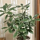 뉴천리향 이미지