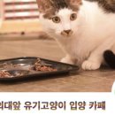 꿈꾸는고양이 이미지