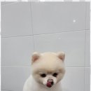 멍멍살롱 이미지