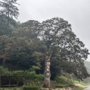 김천맑은계곡 오토캠핑장 이미지