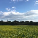 월정라움 | 제주 2박3일 여행 day 3, 섭지코지 | 가시아방국수 | 짱구네유채꽃밭 | 카페 오늘도화창 | 월정리해변...