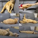 팀로켓 | 별난거 없는 하루+쿠팡 내돈내산 가구 가전 로켓설치 뒤늦은 후기(침대,냉장고)