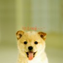 알콩달콩 이미지