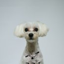 한강펫살롱 이미지