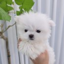 브리더독 | 위례강아지분양 밀크독 건강체크 든든해요