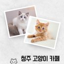 냥이 싸롱 이미지
