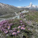고산아스터 (학명 Aster alpinus) 이미지