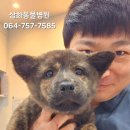 제주온동물병원 이미지