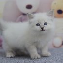 블루아이 캣(BLUEEYE CAT-푸른 눈 고양이) | 수원고양이분양! 알러지 없는 고양이, 강아지와 가장 유사한 성격의 네바마스커레이드 분양은 아임캣으로!