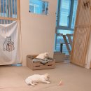 고양이미용&호텔 냥집사 이미지