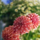 세븐일레븐청라린점 | 청라꽃집 부들, 어버이날 선물 고민 끝낸 인천 서구 꽃집 후기