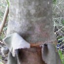 광시농장 이미지