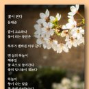 꽃이 핀다 - 문태준 이미지
