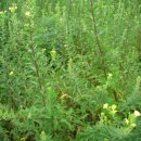 [조상기벌꿀] 천연벌꿀 (19년햇아카시아꿀,밤꽃꿀,햇산야초꿀) 프로폴리스 판매 합니다. 이미지