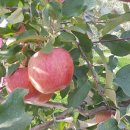 풍운농원 이미지