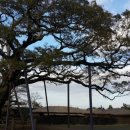 코~오 자자 이미지