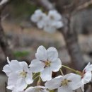 부귀리벗꽃 이미지