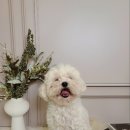 폴앤도기 이미지