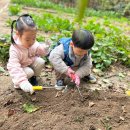 11.14-텃밭:고구마 수확 및 고구마 줄기 수확 이미지