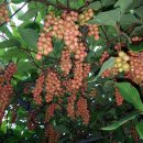 단비농장 이미지