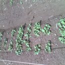 아지네농장 이미지