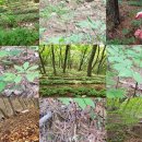 강림면351 이미지