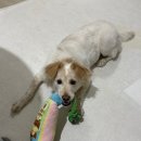 한 | 미래일상 펫러그 내돈내산 한달 후기