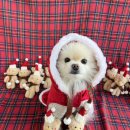 모여라댕댕이 이미지