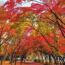 시민의숲 이미지
