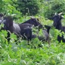 약산흑염소 이미지