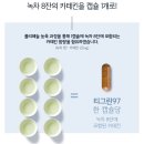 티그린 이미지