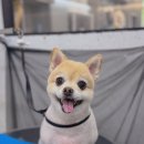 꿈꾸는 댕 이미지