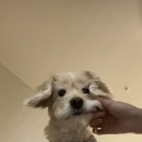 야옹아 멍멍해봐 이미지