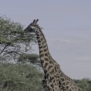 세렝게티 이미지