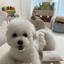 티파니펫 | 반려동물 인식표 비비펫 BBPETㅣ티파니민트컬러 강아지목걸이 추천