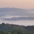 완두콩스테이 이미지