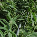 수지 토종농장 이미지